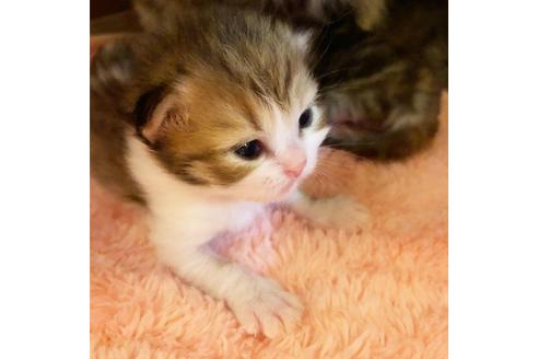 成約済の大阪府のミヌエット-7440の3枚目